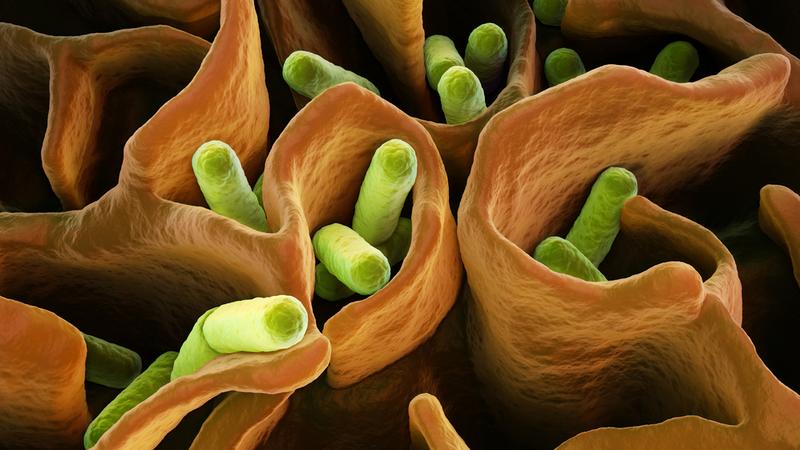 mikrobiologia