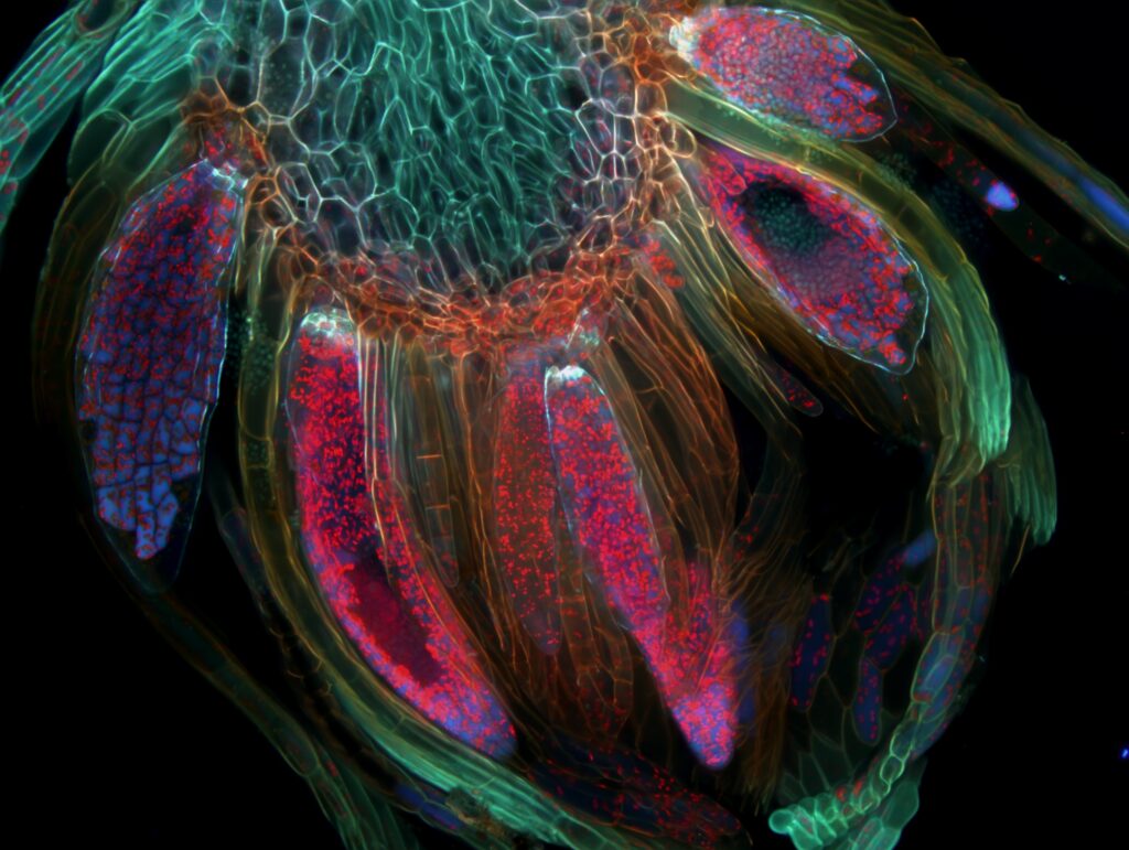 Microwonders