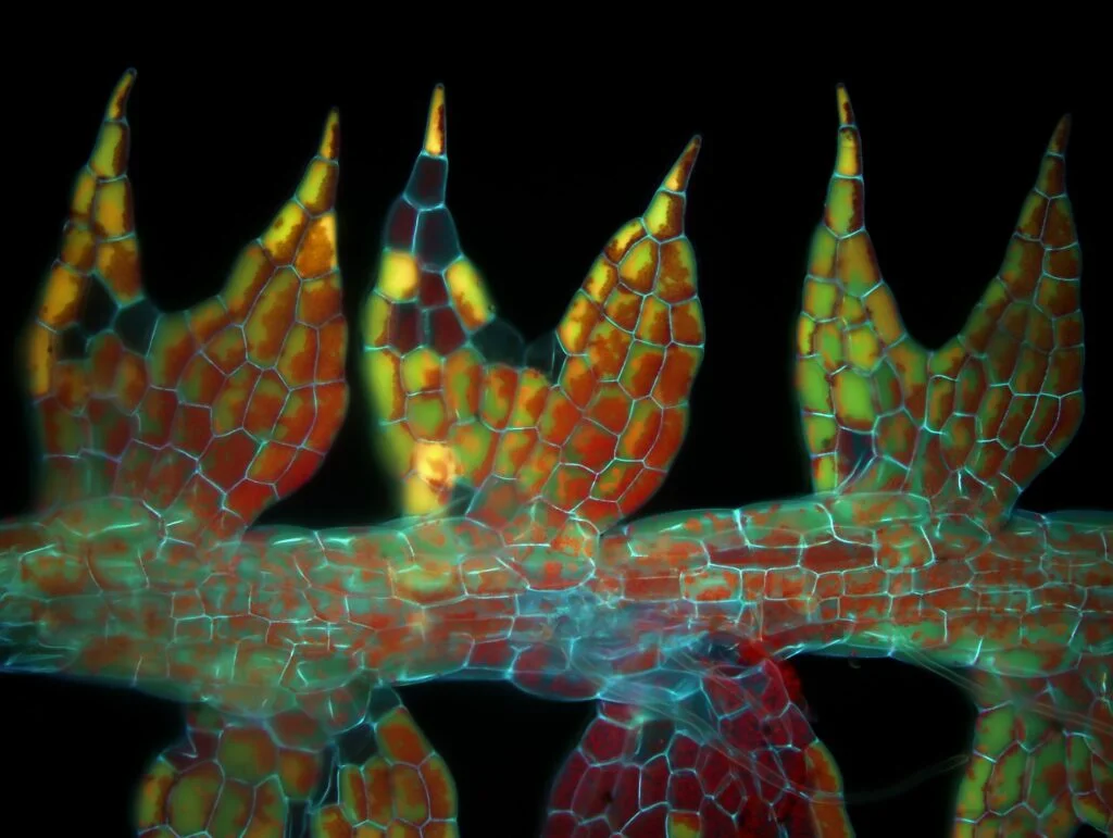 Cephalozia bicuspidata, fot. Magdalena Turzańska