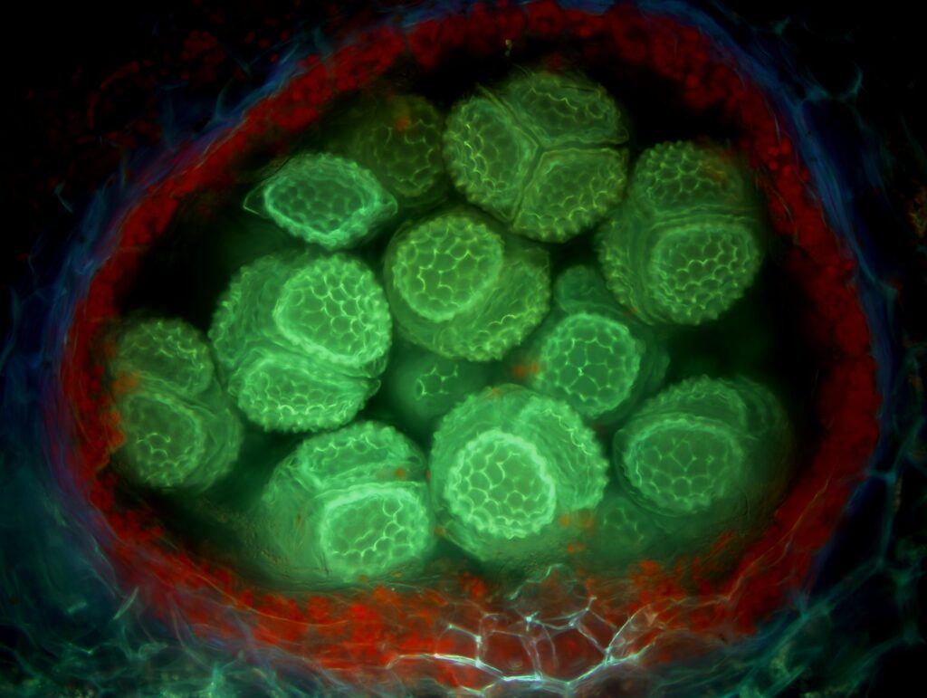Riccia sorocarpa, fot. Magdalena Turzańska