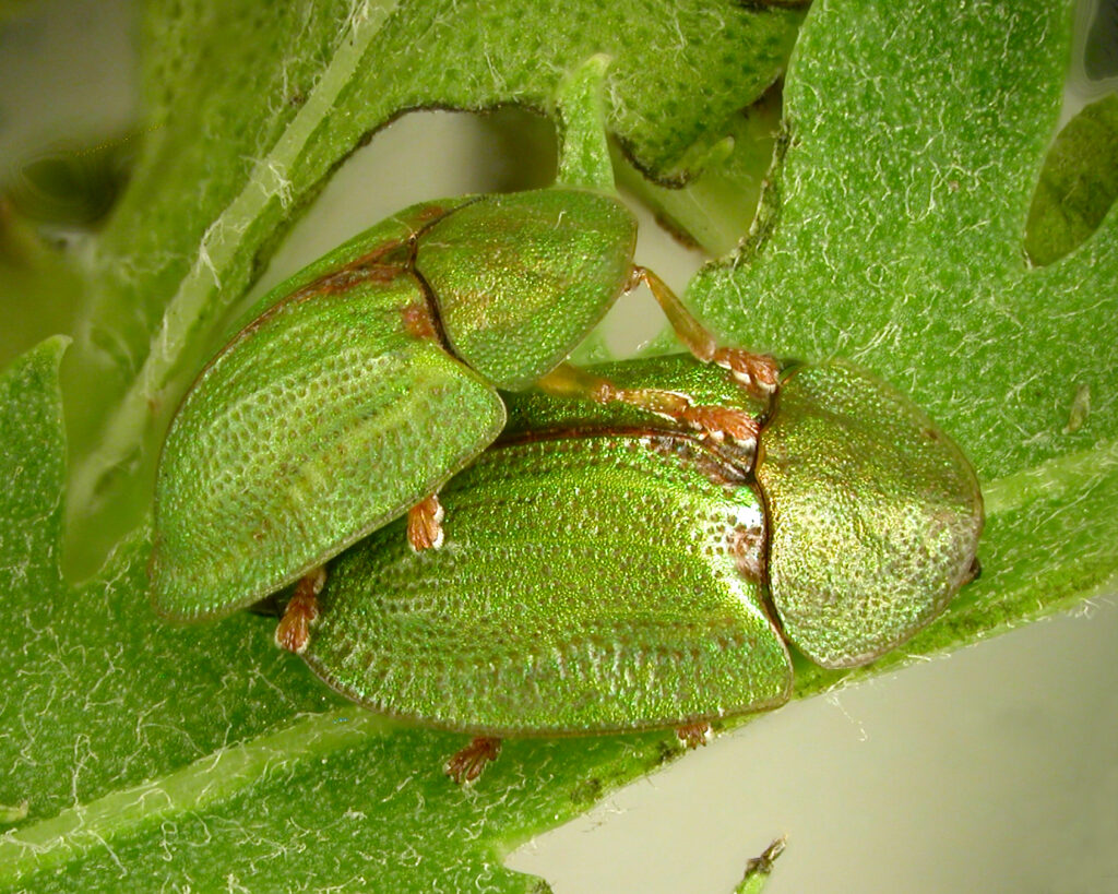 Cassida-stigmatica