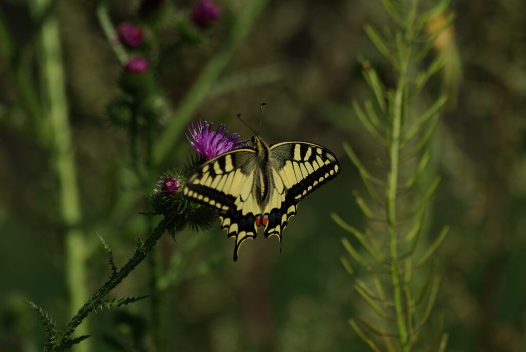 motyl 2