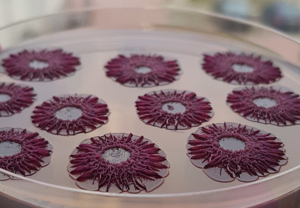 Salmonella_CRA3 Małaszczuk