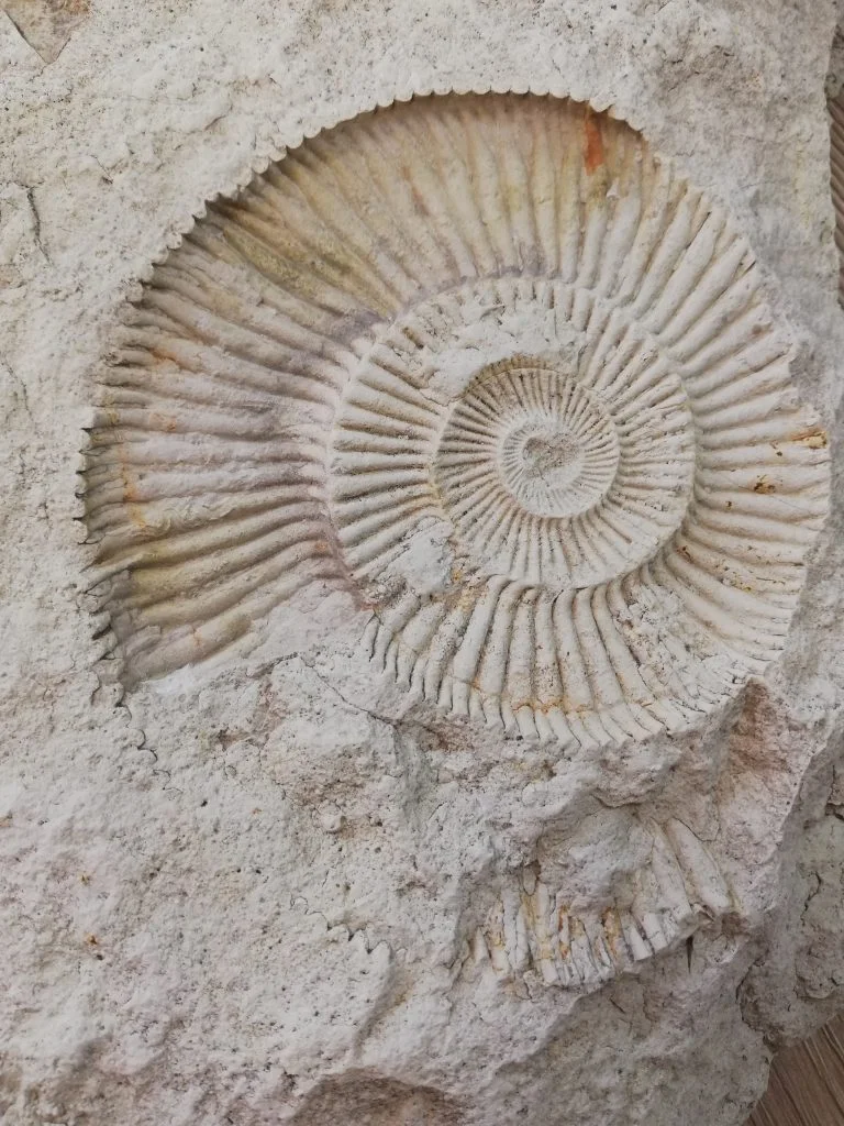 skamielina