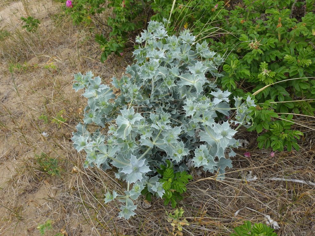Mewia Łacha: mikołajek nadmorski Eryngium maritimum i róża pomarszczona Rosa rugosa