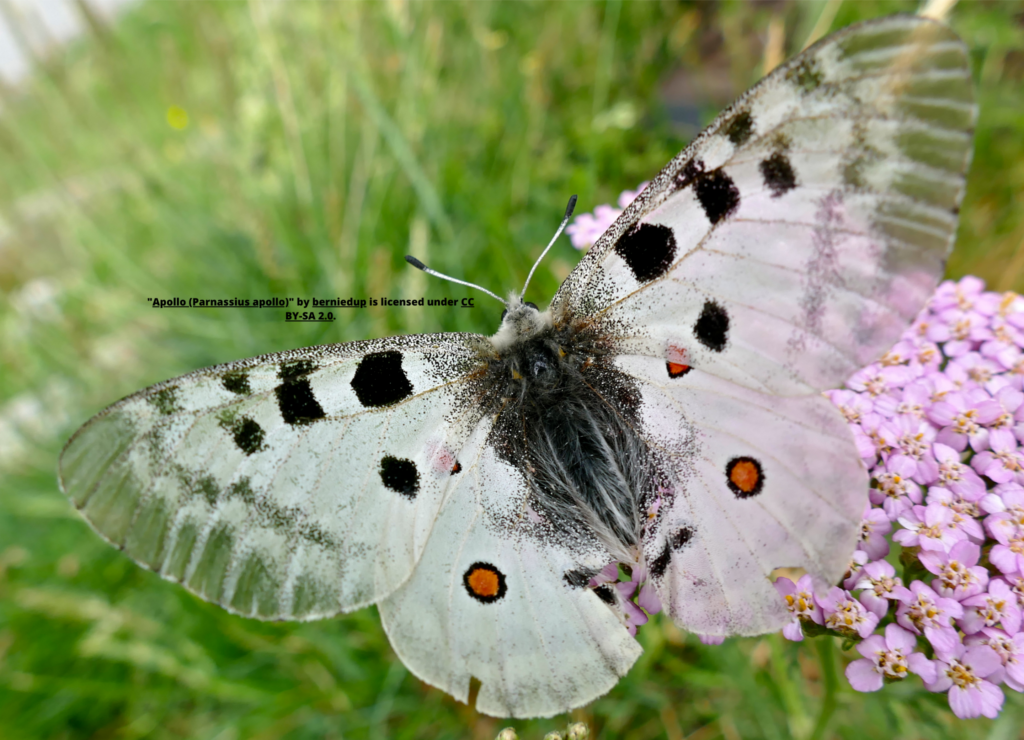 Parnassius apollo