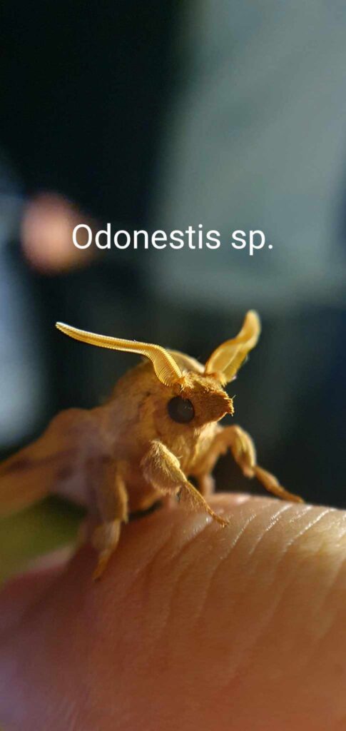 Odonestis-sp_