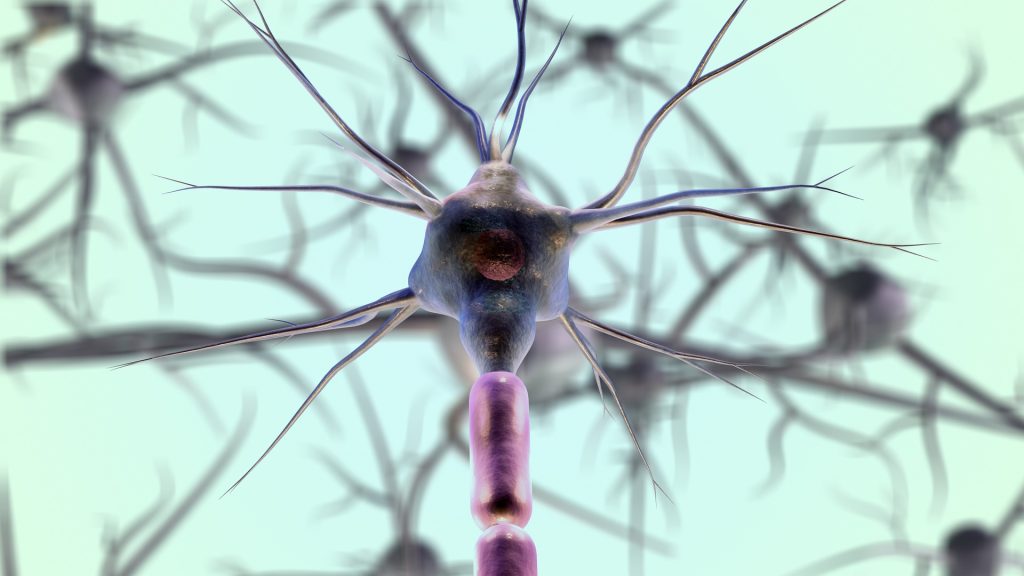 neurony