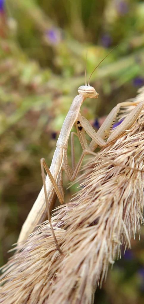 modliszka; mantis religiosa fot. .J. Białek