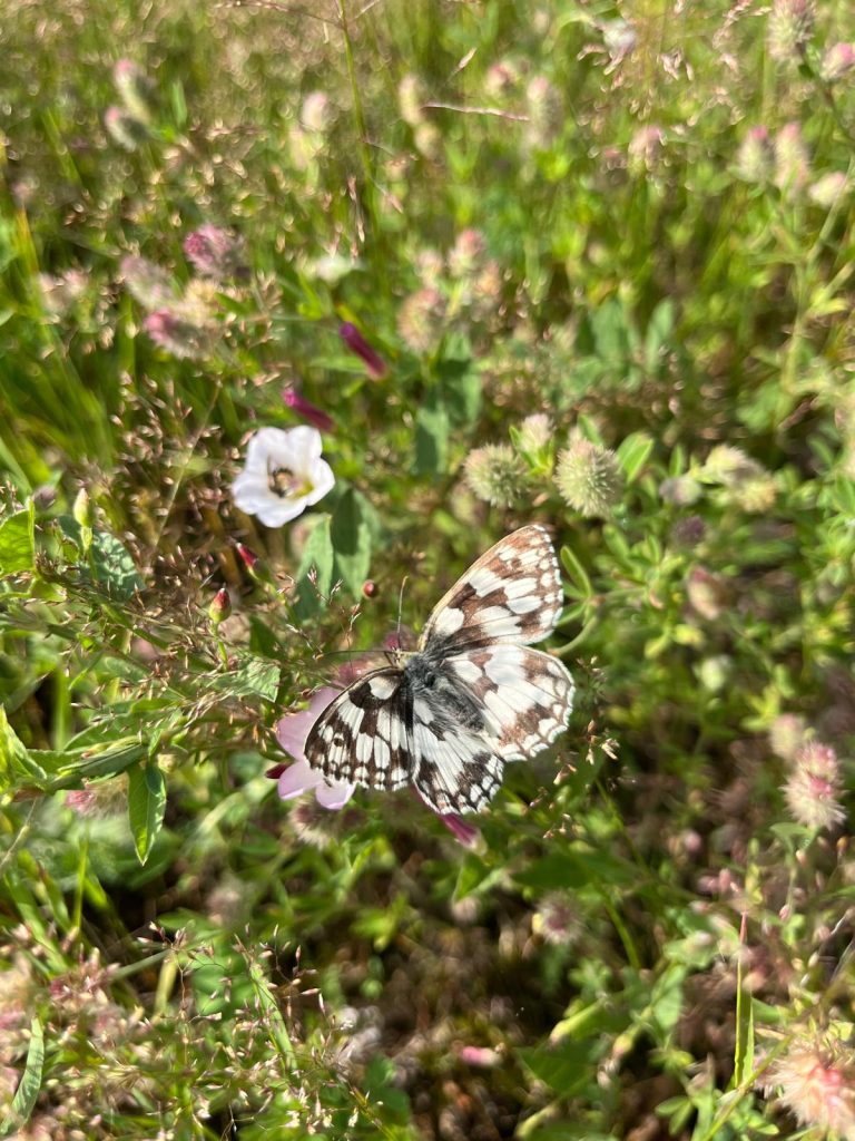 polowiec szachownica; fot. Anna Fruk