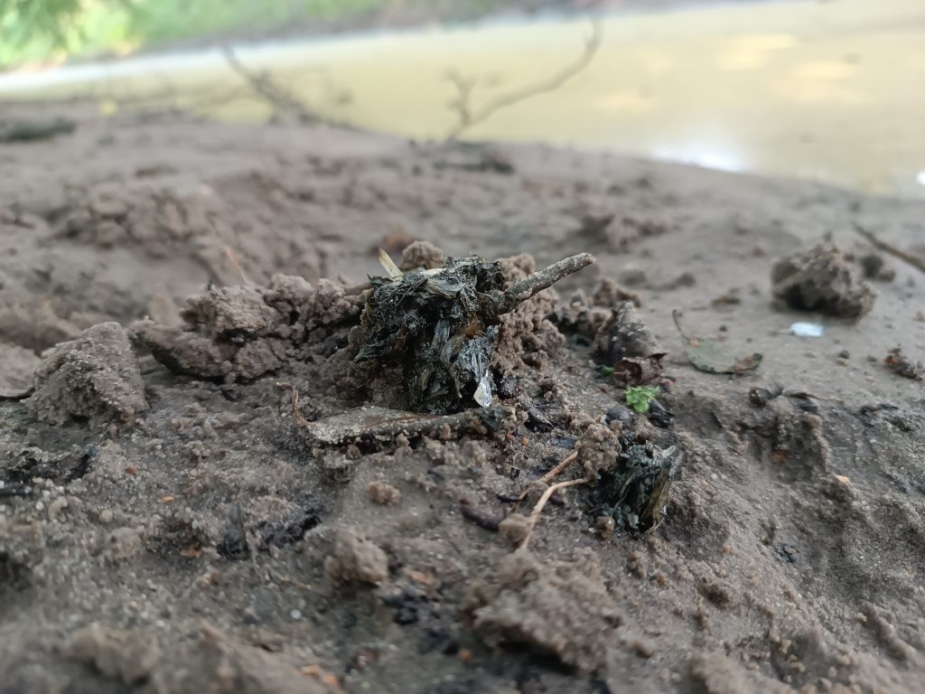 ślady ssaków - kopiec terytorialny wydry