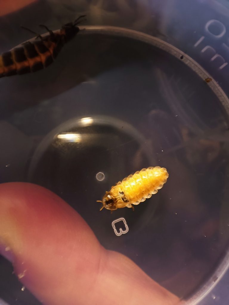 samica iskrzyka lamprohiza splendidulampyris noctiluca