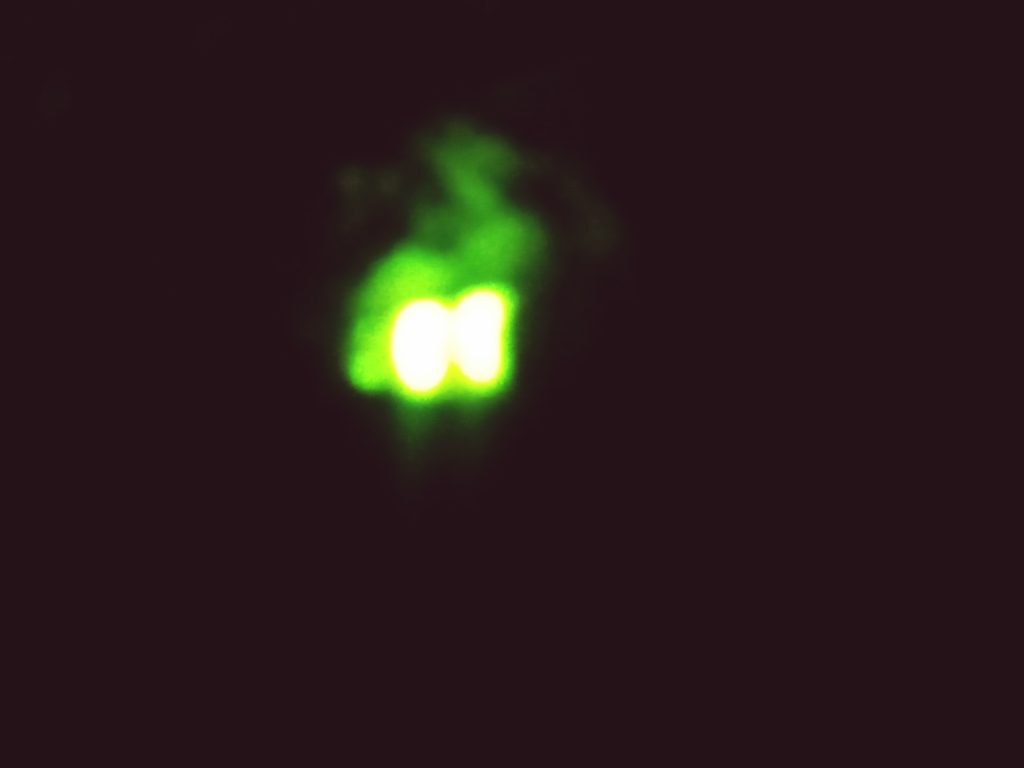 samica świetlika lampyris noctiluca fot. A. Kilian