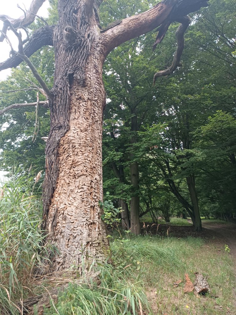 Dąb Koziorogowy- Staw Grabownica