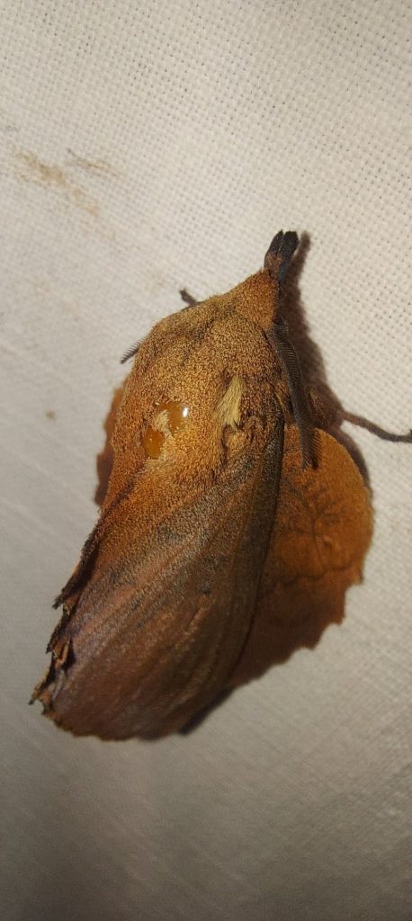 gastropacha quercifolia- barczatka-dębolistna