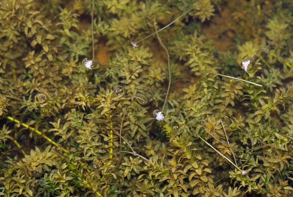 Elodea Canadensis z kwiatami