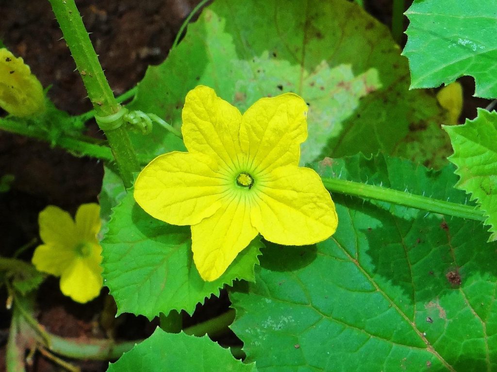 Cucumis Sativus